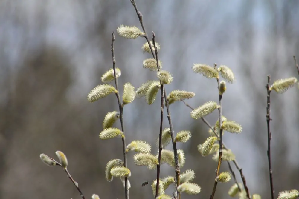 Pussy Willow
