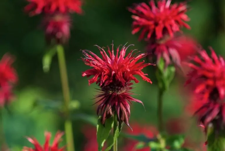 image of Scarlet Beebalm 3 on Direct Native Plants website