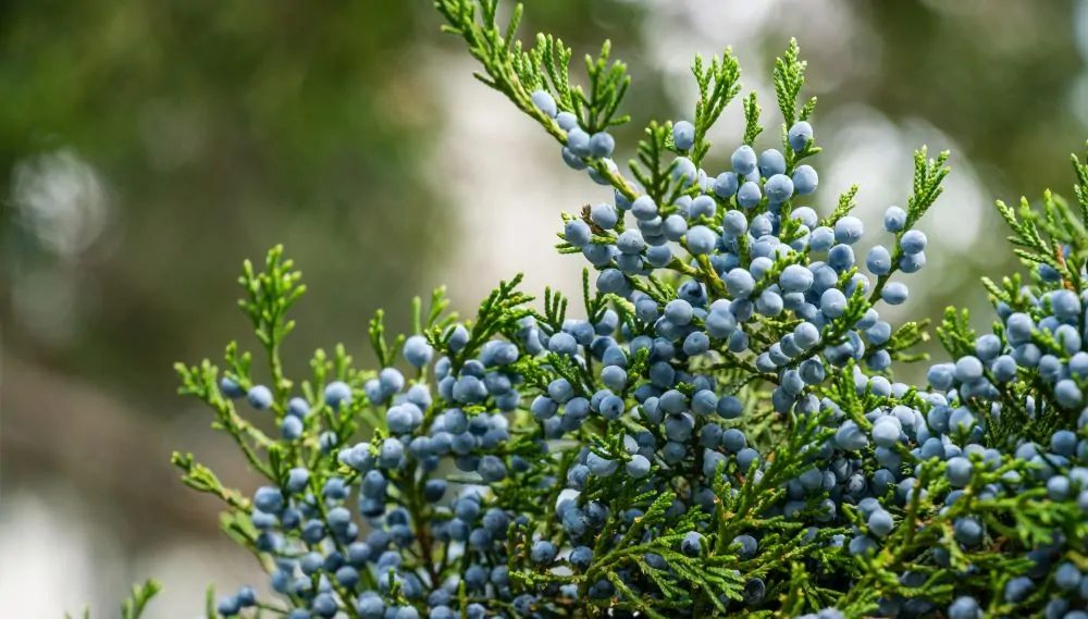Eastern Red Cedar Female Cones