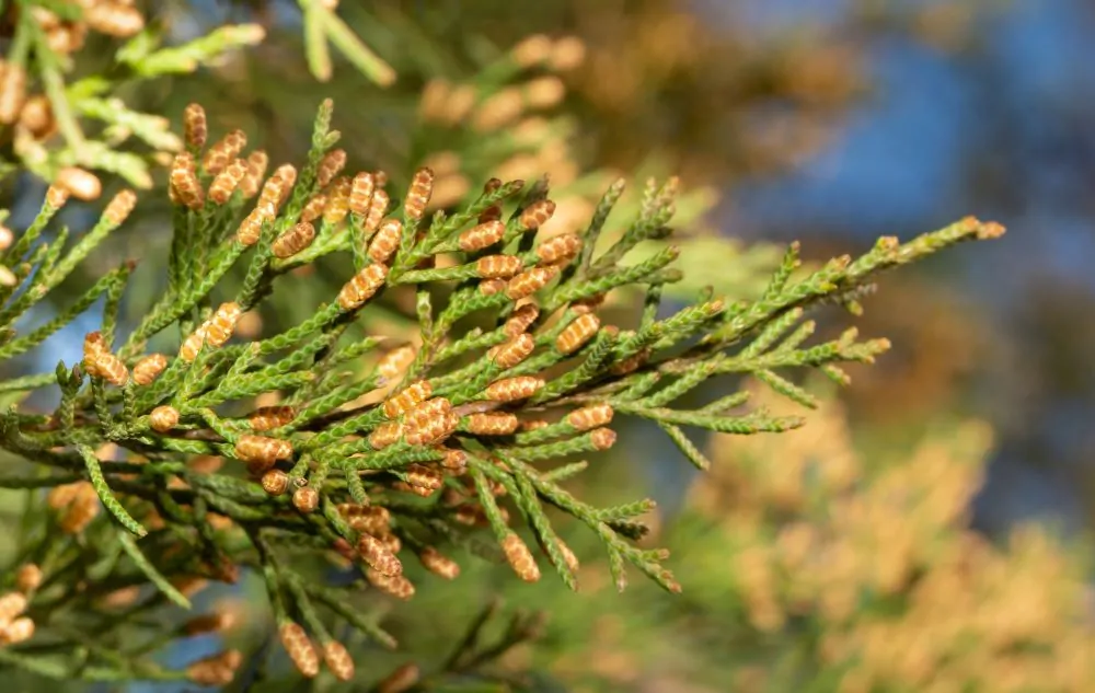 Eastern Red Cedar Male Cones Image