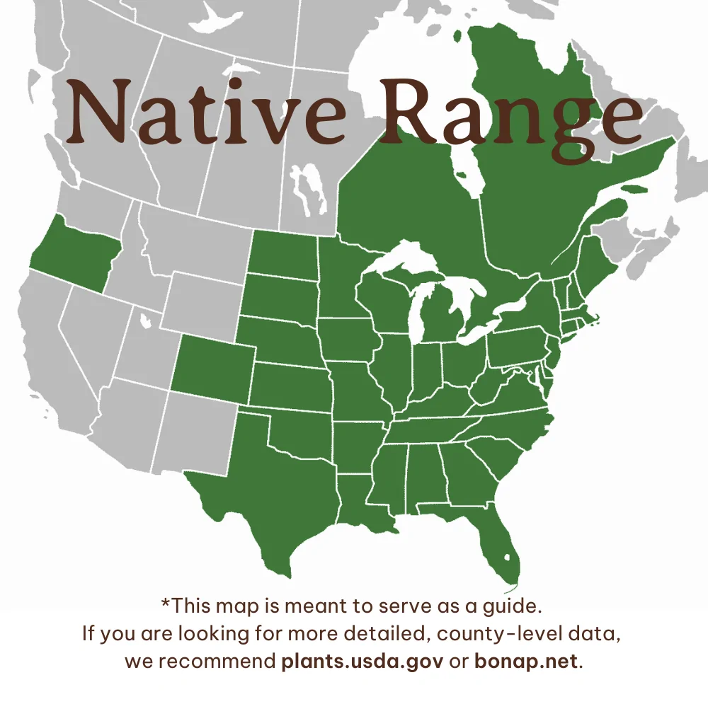 Eastern Red Cedar Range