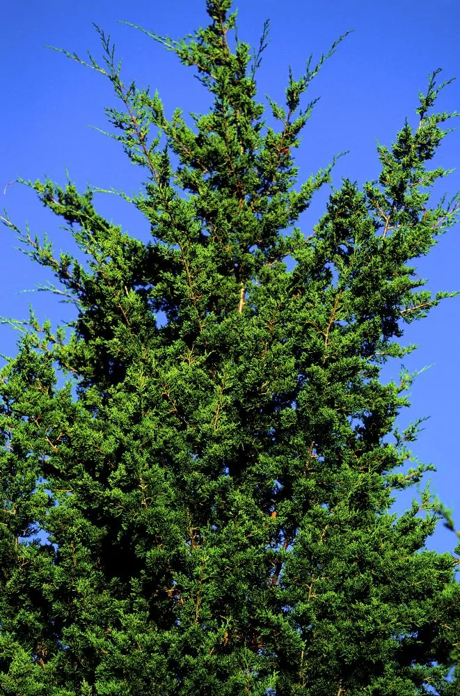 Eastern Red Cedar