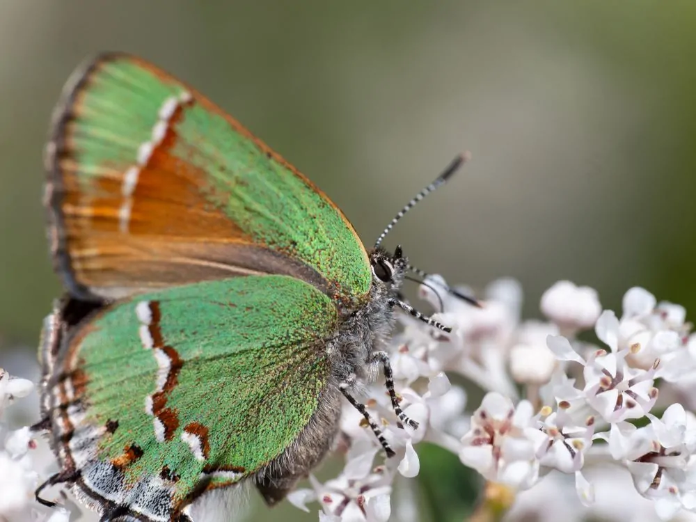 Juniper Hairstreak Image