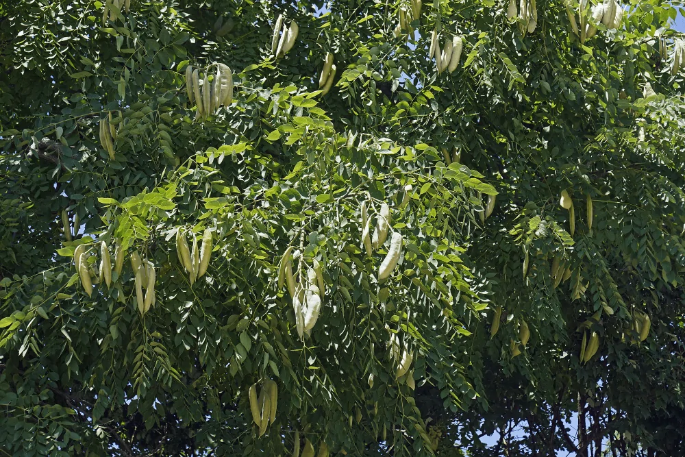 Kentucky Coffeetree Branches