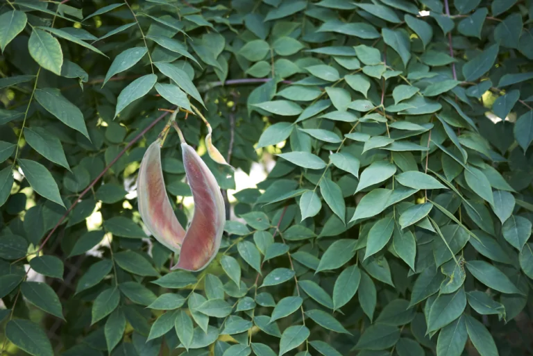 Kentucky Coffeetree Branches