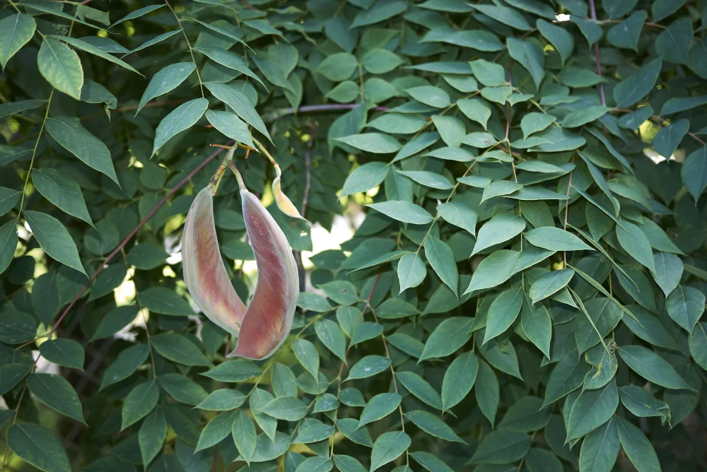 Kentucky Coffeetree Branches