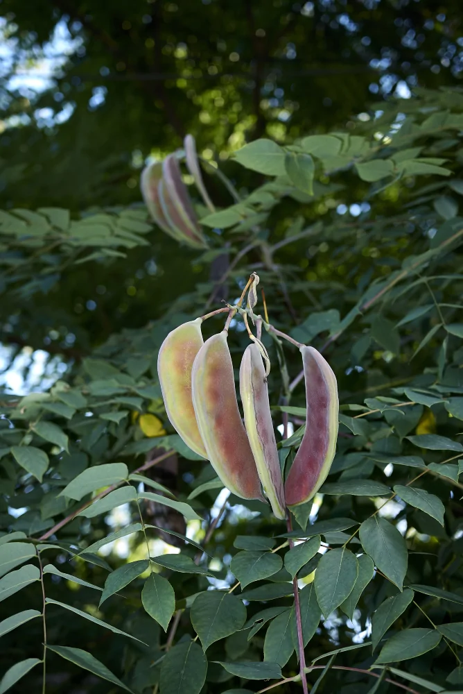 Kentucky Coffeetree Pod Closeup