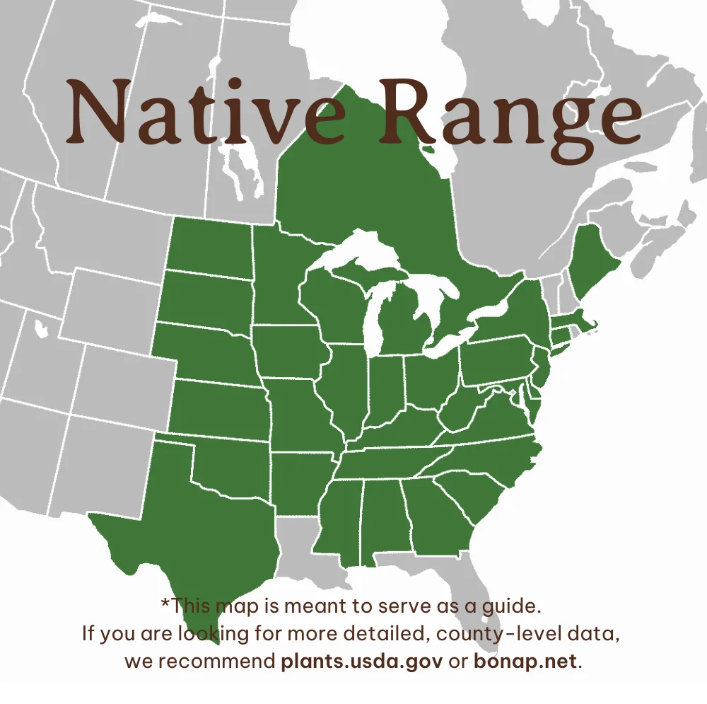 Kentucky Coffeetree Range