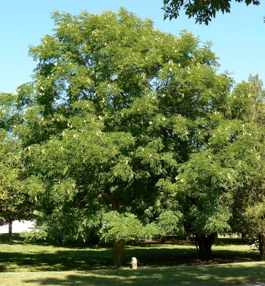 Kentucky Coffeetree
