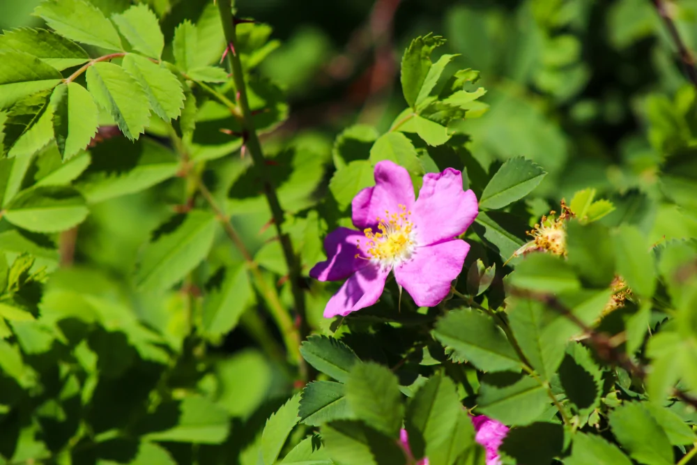 Pasture Rose Bloom Image