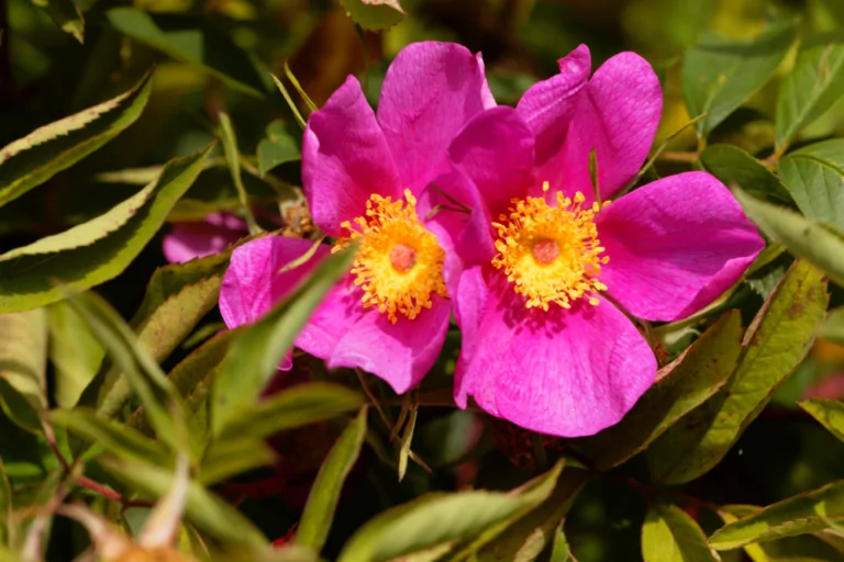 Pasture Rose Closeup