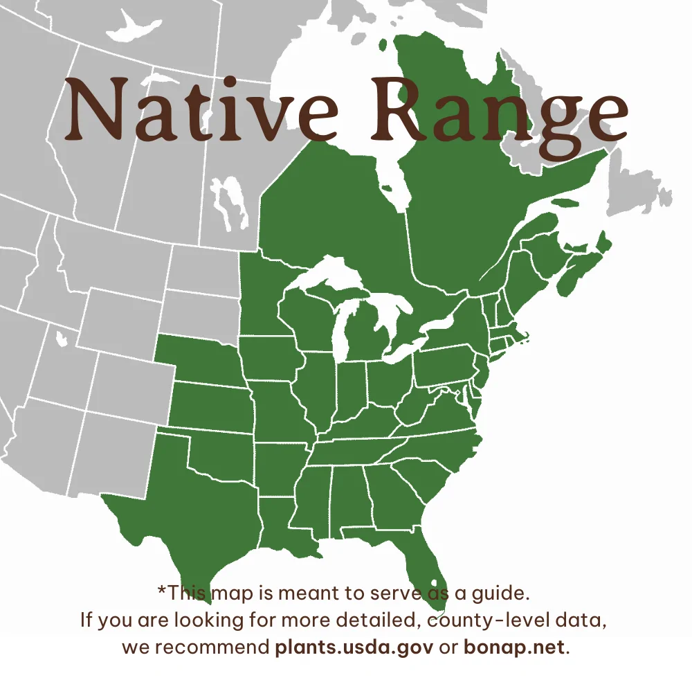 Pasture Rose Range
