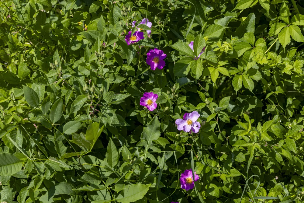 Pasture Rose Shrub Image