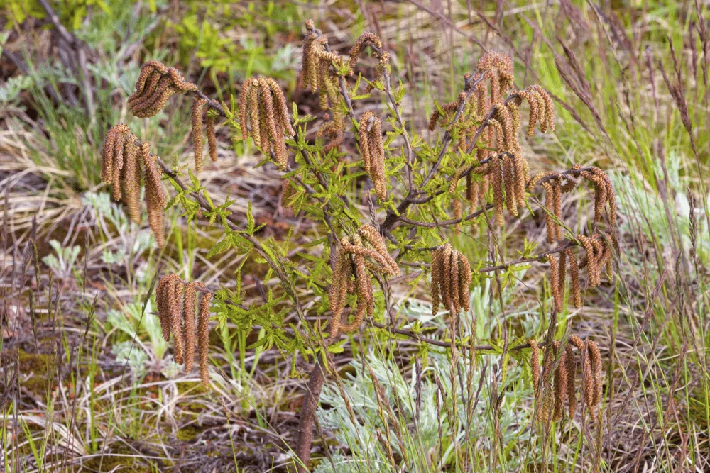 Sweetfern Catkins