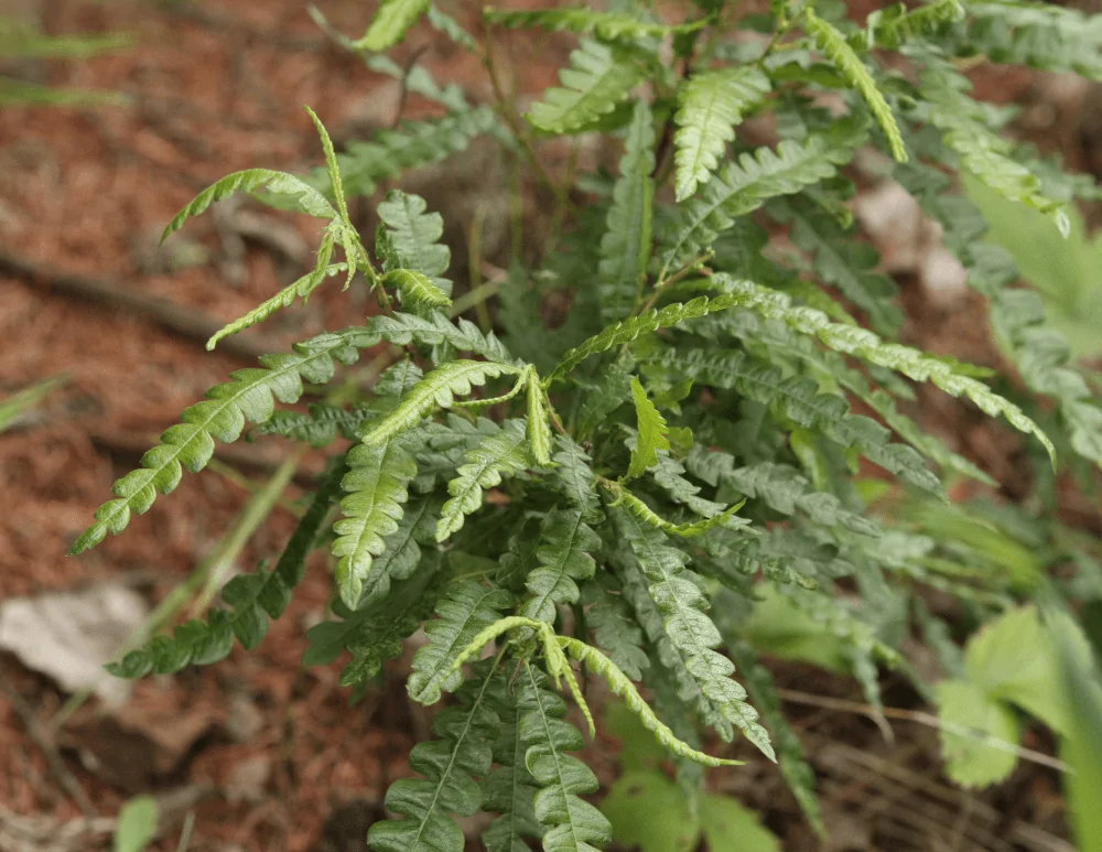 Sweetfern Closeup