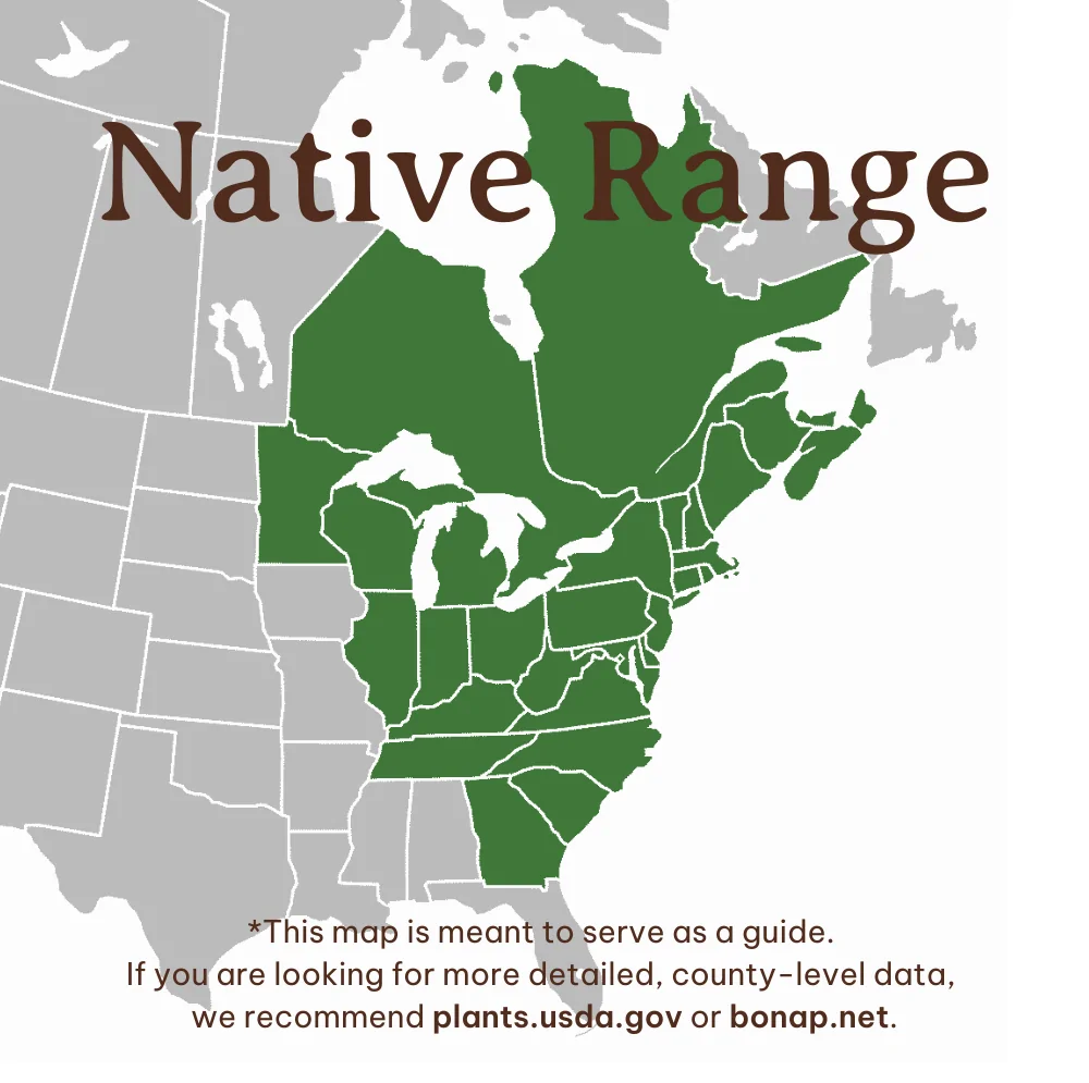 Sweetfern Range