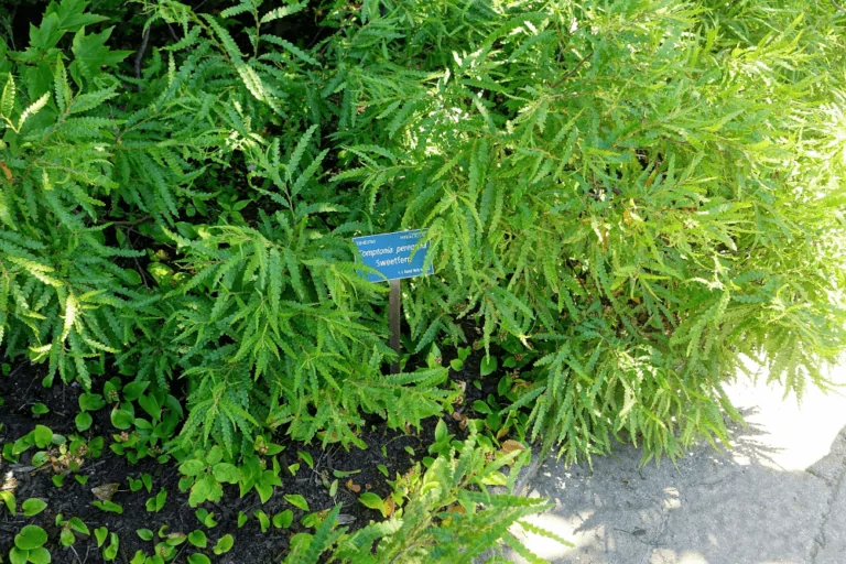 Sweetfern Shrub