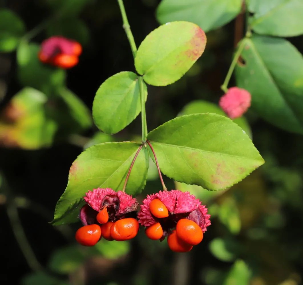 Image of Bursting Heart Seed Capsules