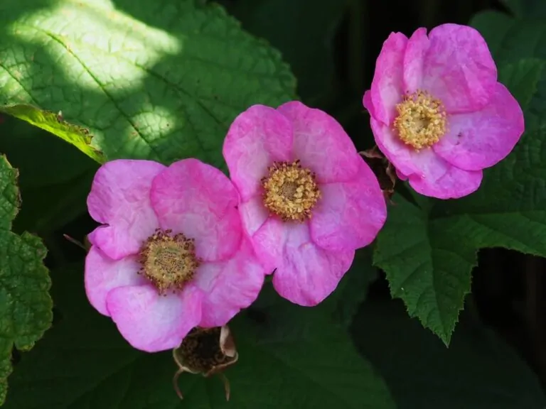 Purple Flowering Raspberry Flower Image