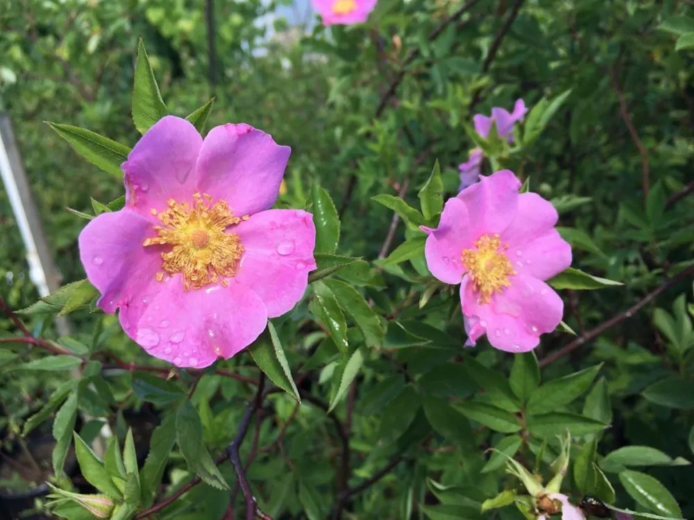 Swamp Rose Bloom Image