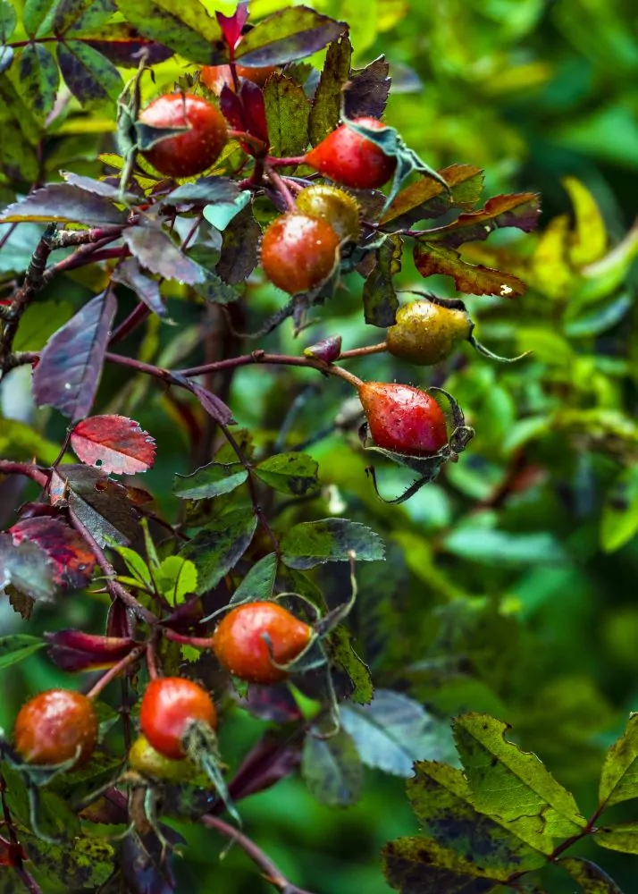 Swamp Rose Hips Image