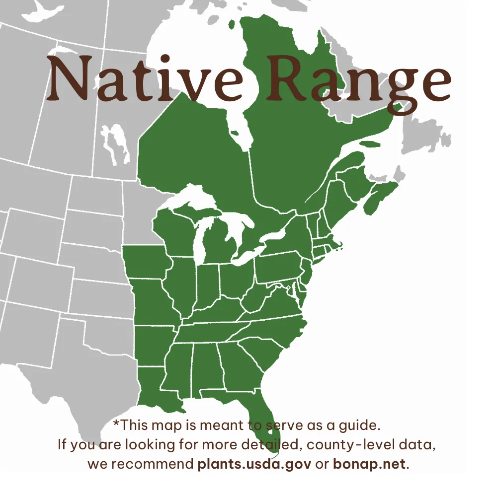Swamp Rose Range