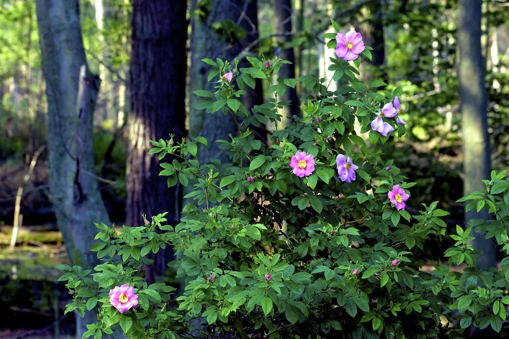 Swamp Rose Shrub Image