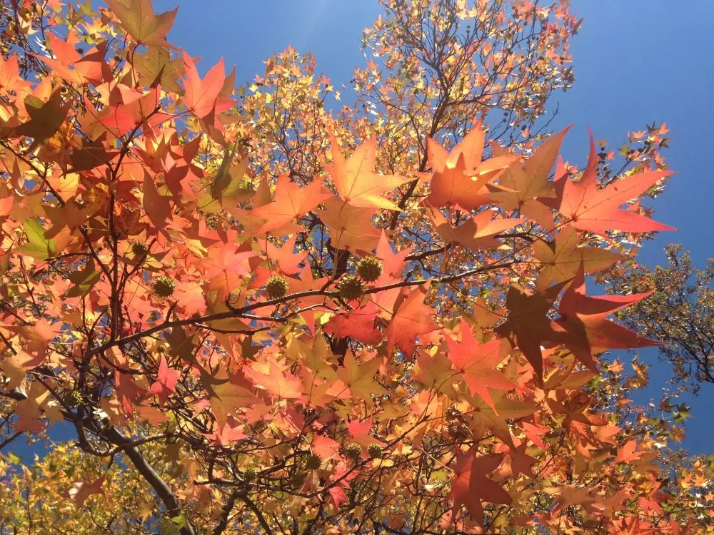 Image of Sweet Gum in Fall