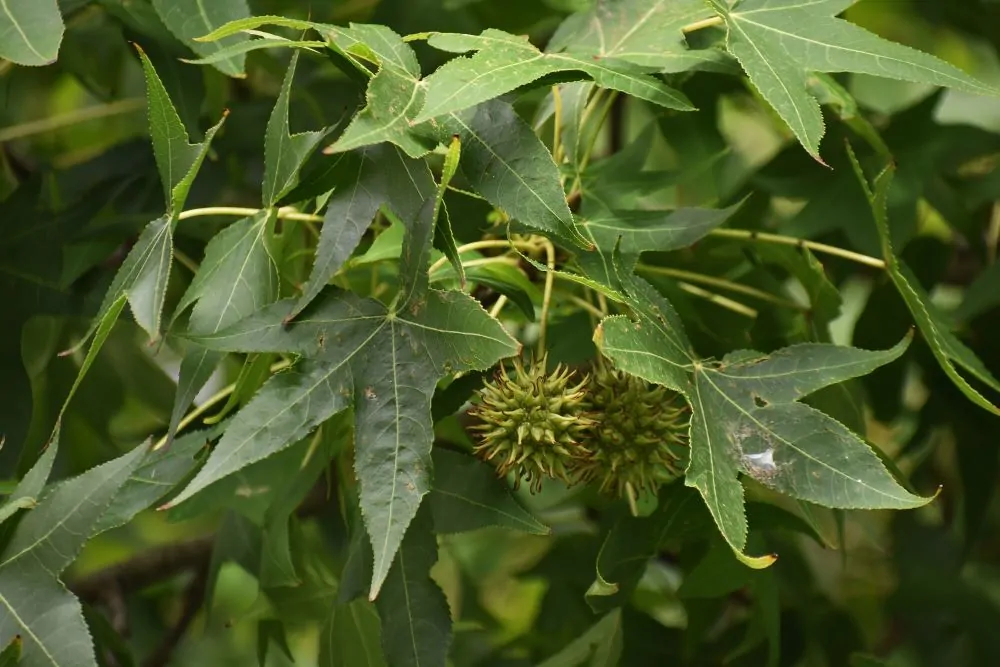 Sweet Gum Image