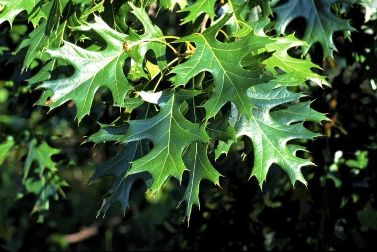 Black Oak Leaves
