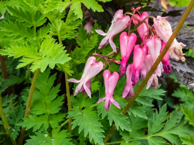 Bleeding Heart Closeup