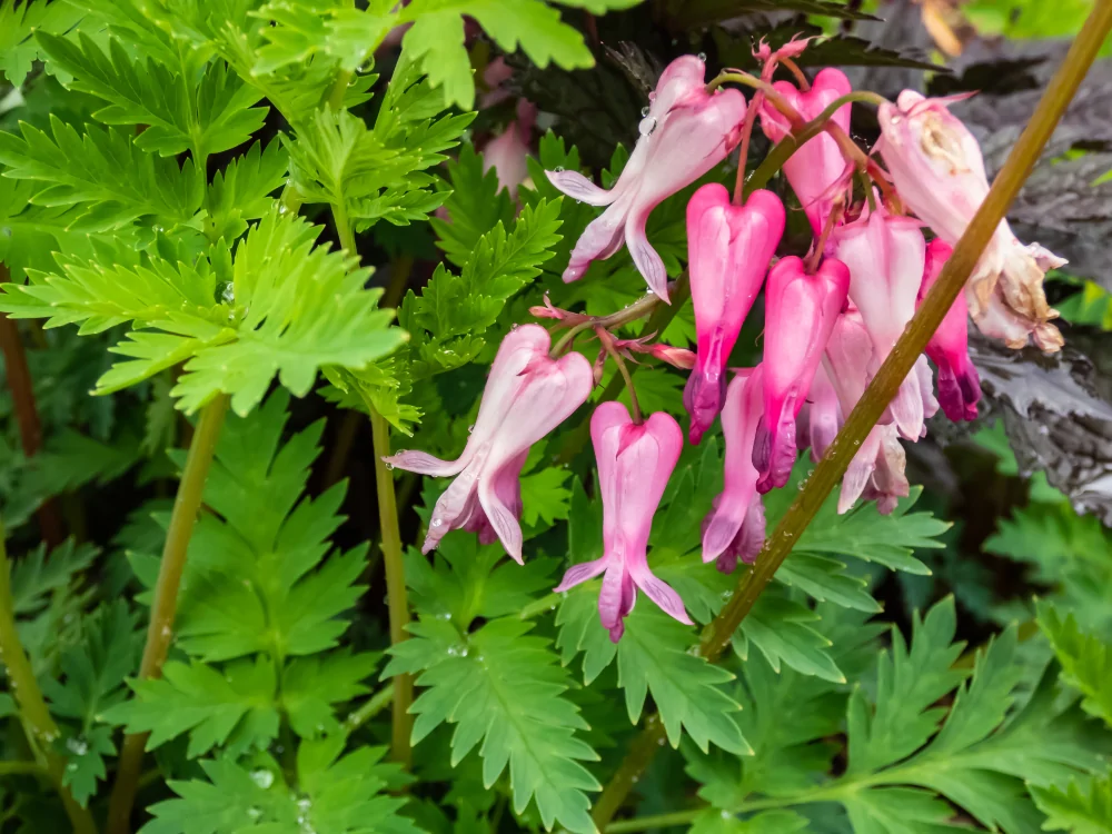 Bleeding Heart Closeup