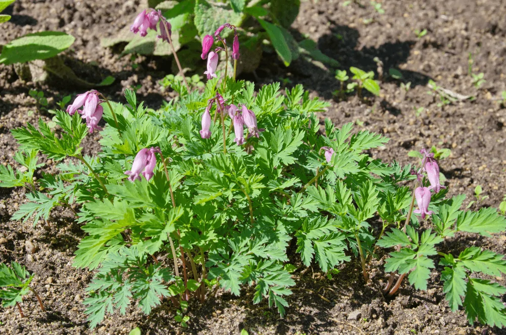 Bleeding Heart image