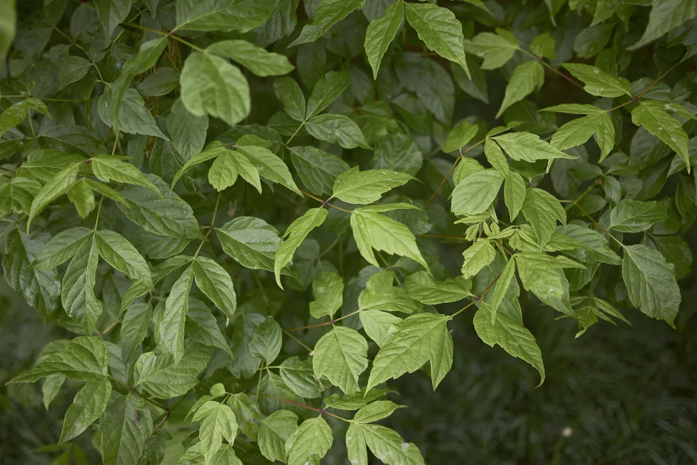 Box Elder Leaves Image