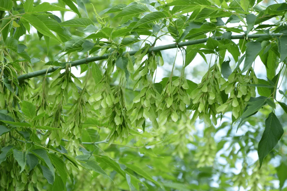 Box Elder Seeds Image