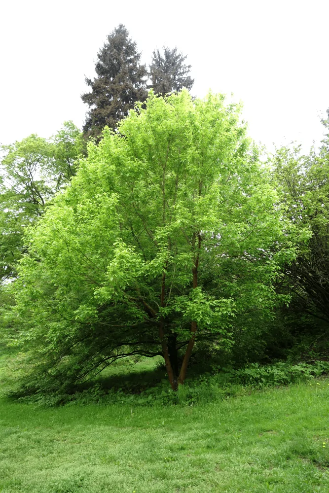Box Elder Tree Image