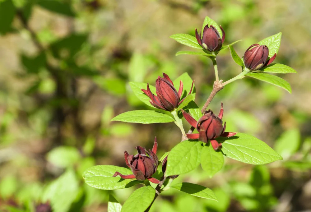 Eastern Sweetshrub Blooms