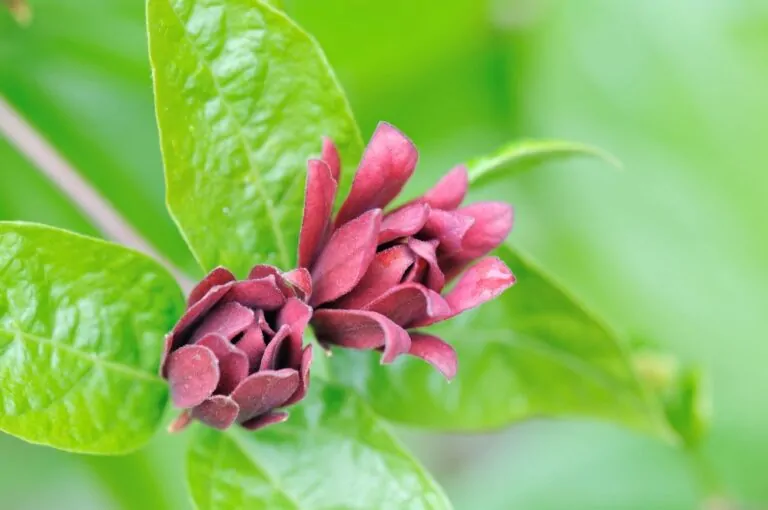 Eastern Sweetshrub Closeup