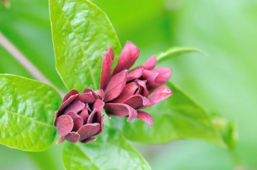 Eastern Sweetshrub Closeup