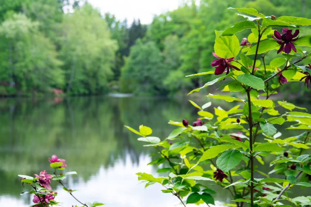 Eastern Sweetshrub Image