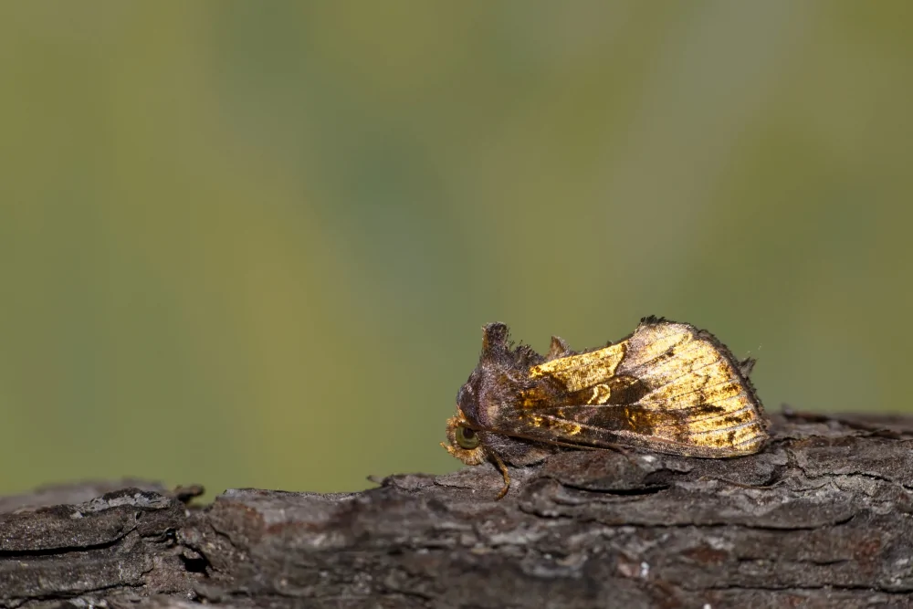 Golden Looper Moth Image