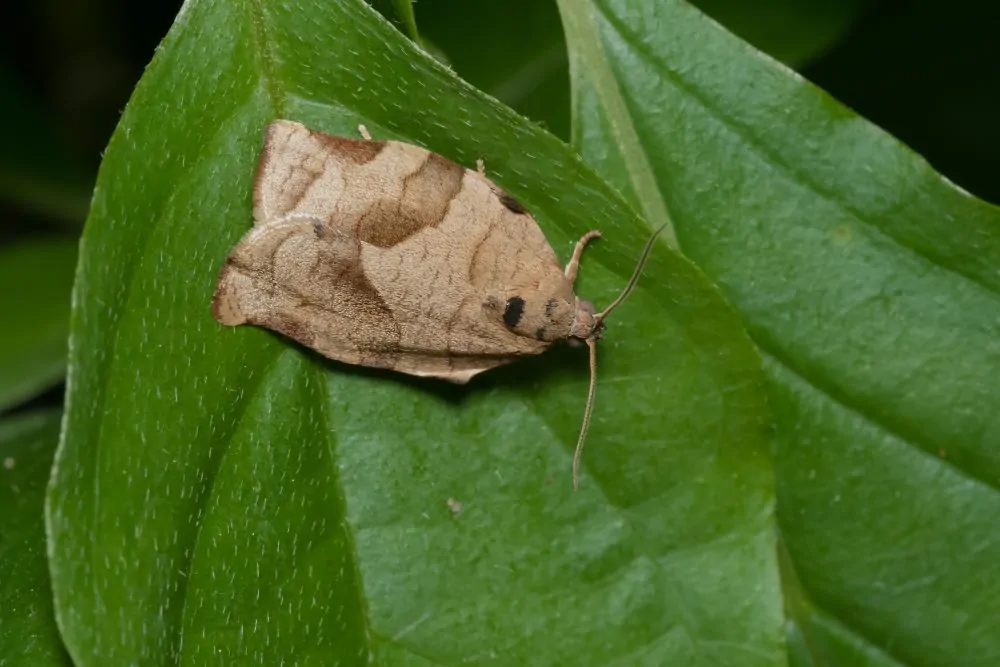 Oblique-banded Leafroller Moth Image