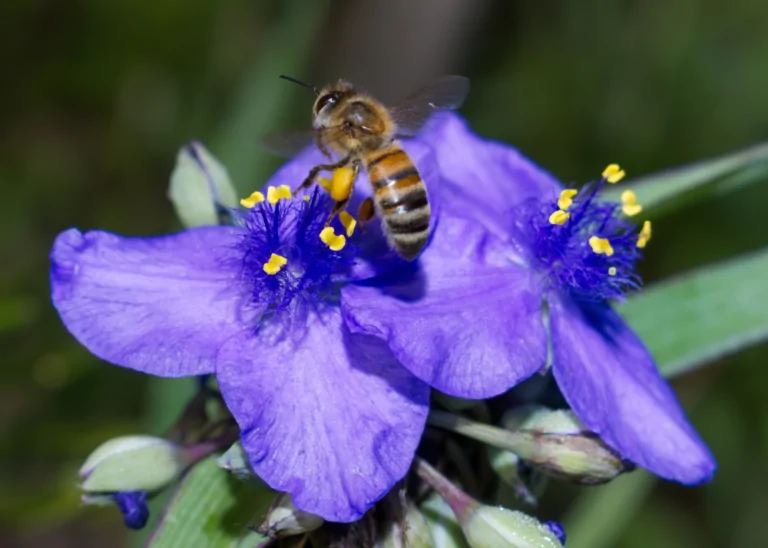Ohio Spiderwort Closeup