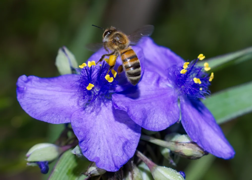 Ohio Spiderwort Closeup