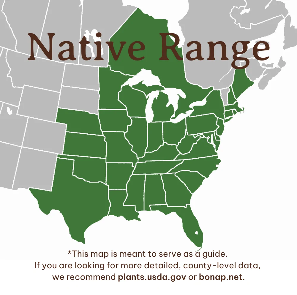 Ohio Spiderwort Range