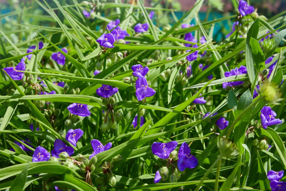Ohio Spiderwort Image