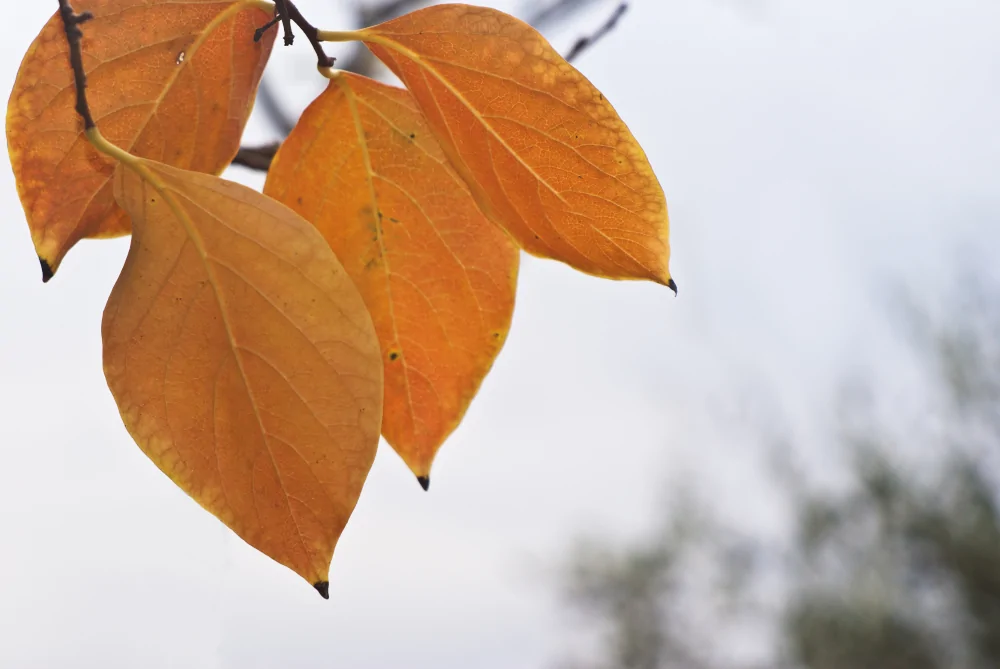 Persimmon Fall Color