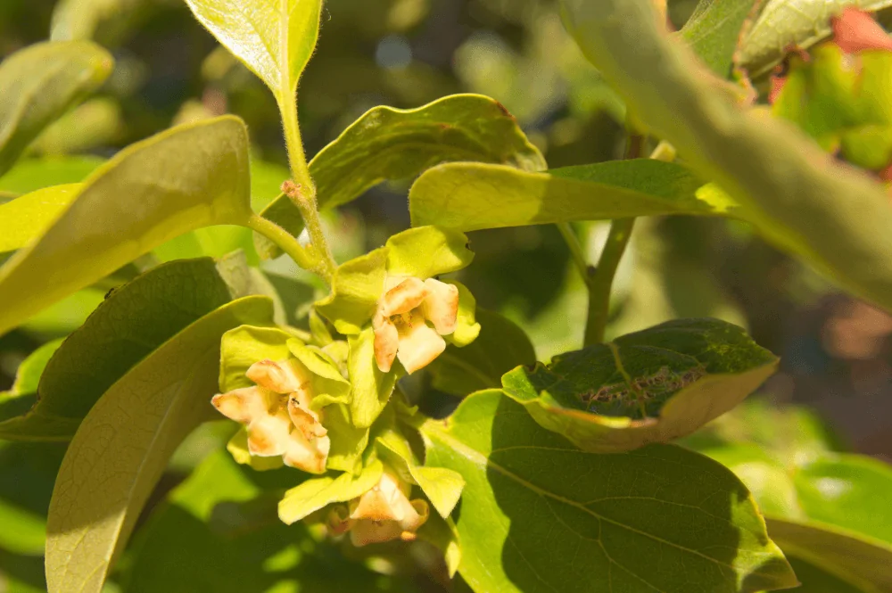 Persimmon Flower