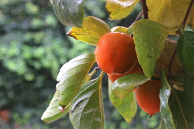 Persimmon Fruit