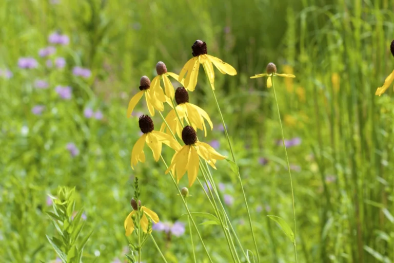 Prairie Coneflowers